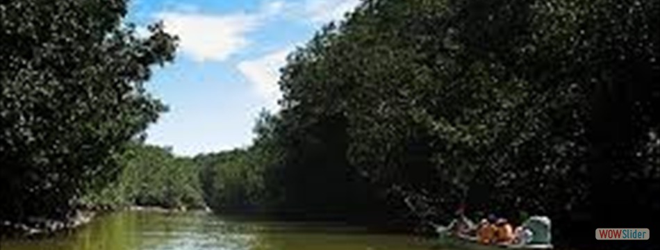 manglares de tumbes